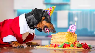 Birthday Crisis! Cute & Funny Dachshund Dog Video!
