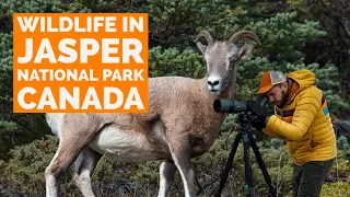 Exploring Canada’s Wildlife: A Nature Lover’s Dream