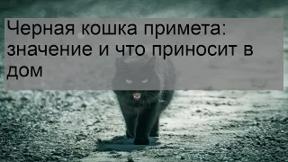 Черная кошка примета: значение и что приносит в дом