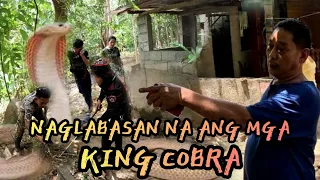 NAKAPATAY SILA NG KING COBRA AT MAY COBRA LUMABAN SA SAWA #cobraking #cobraprince #tolcobra