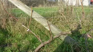 Cięcie winorośli w uprawie szpalerowej - przykłady