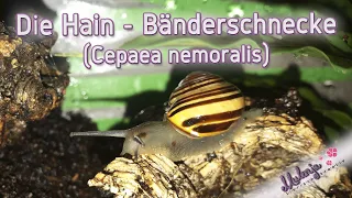 Die Hain - Bänderschnecke (Cepaea nemoralis) - Mulenjas Schnecken