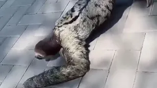 sloth crawling scary tiktok
