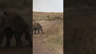 Hyena mating#masai mara national reserve kenya