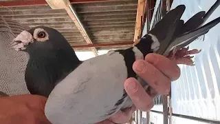 СПОРТИВНІ ГОЛУБИ ПРОСТА РОЗМОВА GOLEBIE POCZTOWE SPORT PIGEONS