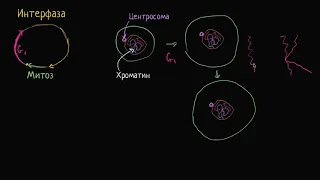 Интерфаза (видео 3)| Деление Клетки | Биология