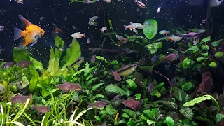 Community's Aquarium Fish Feed on Live Daphnia. Planted Community Tank.