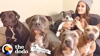 This Dog Made Her Mom Fill Her House Up With Pit Bulls  | The Dodo Pittie Nation