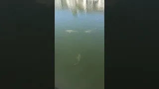 Sharks swim in channel near the Longboat Harbour Condominiums