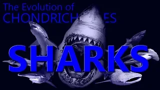 Evolution of Sharks 🦈