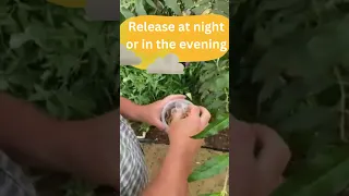 How To Release Ladybugs 🐞