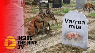 Honey bees defeat Varroa mites