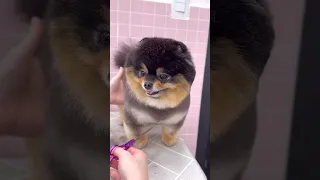 POMERANIAN Puppy Gets a Teddy Bear Cut|The complete guide🥹🐾#pomeranianpuppy #cute @canintail