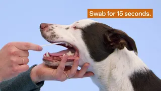 How to swab your dog for a Wisdom Panel™ DNA test