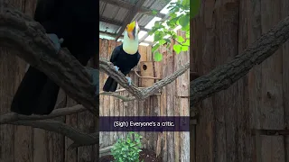 Meeting Eva and Paco the Toco Toucans at the @zoonashville