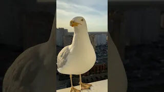 Чаечка (Seagull)