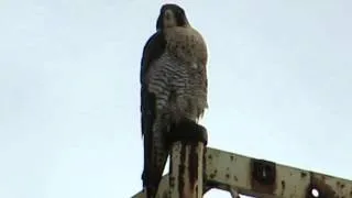 10/12/14 RHM Peregrine Falcon Killed Duck @ Boeing Aerospace Pond (Kent, Wa)