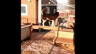 Смешные собаки.  Подборка.  Апрель 2014.  Funny dogs.  Vine compilations