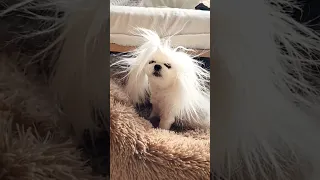 😱Electric⚡️~ 😂 Funny Maltese Dog