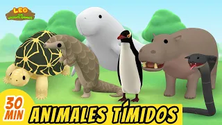 Animales Tímidos Episodio Compilación (Español) - Leo, El Explorador | Animación - Familia - Niños