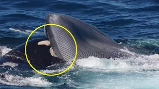 Вот почему киты боятся косаток