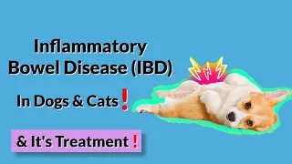 How Do I Know if My Pet Has Inflammatory Bowel Disease (IBD)?