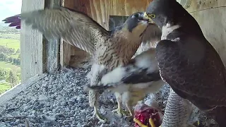 FalconCam Project~Pigeon is brought! Di is feeding both~4:48 p.m. 2022/11/08