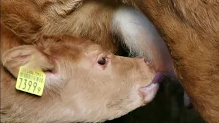 Mutterkuhhaltung - frische Milch direkt ab dem Euter