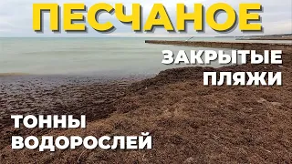 ТОННЫ водорослей на центральном пляже в Песчаном. Закрытые пляжи. Устье реки Альма