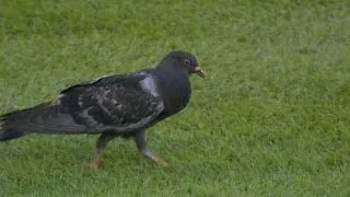 Two birds visit the infield, interrupt play