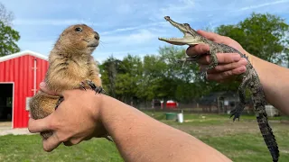 Big Ounce Rescues a Crocodile (and eats him)