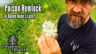 Poison Hemlock OR Wild Carrot aka Queen Anne's Lace | Can you tell the difference?