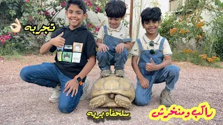 عدي ركب فوق السلحفاه😂🐢|مربط ومزرعة الطويرب🐎🌴