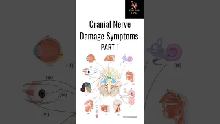 Cranial Nerve Damage Symptoms Part 1 #cranialnerves #damage #symptoms #students  #shortsfeed