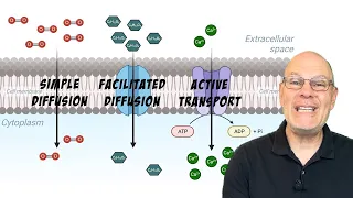 What are the Differences Between Simple Diffusion, Facilitated Diffusion, and Active Transport?