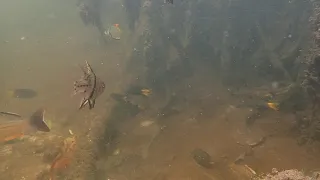 Mida mangrove channel with groupers, Watamu