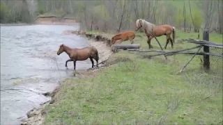 Инзер лошади
