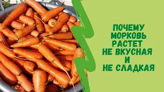 ☝🌿Почему морковь растет не вкусная и не сладкая