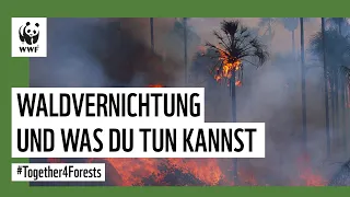 Warum wird Regenwald abgeholzt? | WWF Deutschland