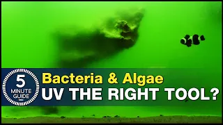 Have we all been using UV Sterilizers wrong? Using UV as a tool for bacteria and algae problems.