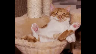 Funny Cats    Funny Video   Funny Animals Videos| Gift Ideas For Cat Lovers