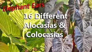 Which is Your Favorite? Alocasia vs Colocasia Elephant Ear Plants | Colocasia vs Alocasia Difference