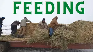 Feeding Cows on Idaho cattle ranch after  HUGE blizzard