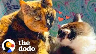 These Senior Cats Fell In Love During Retirement | The Dodo Cat Crazy