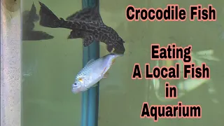 Crocodile Fish eating a local fish alive. Unseen behaviour of crocodile fish.