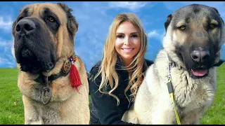 WOLF KILLERS - TURKISH KANGAL Vs MALAKLI - Which is the superior dog?