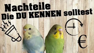 4 NACHTEILE an WELLENSITTICHEN!