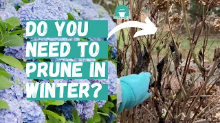 When and How to Prune Hydrangeas | Pruning Hydrangeas | Hydrangea Winter Care