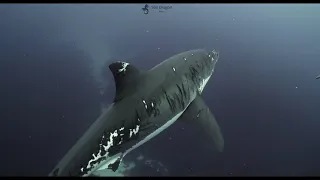 Great White Shark Neptune Islands South Australia 4K