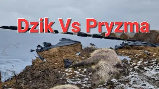 Dziki odwiedziły nasze gospodarstwo+ odpowiedzi na Wasze pytania  🤠🤠🐗🐗🐗